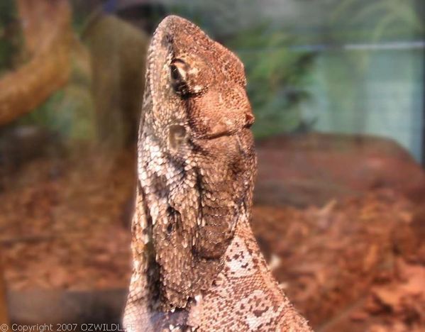 Frilled Lizard | Chlamydosaurus kingii photo