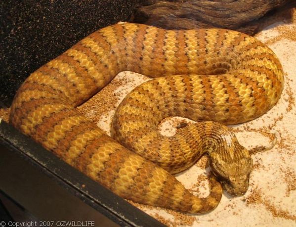 Southern Adder (Acanthophis antarcticus)