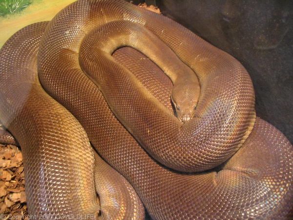 Olive Python | Liasis olivaceus Olive Python | Liasis olivaceus photo