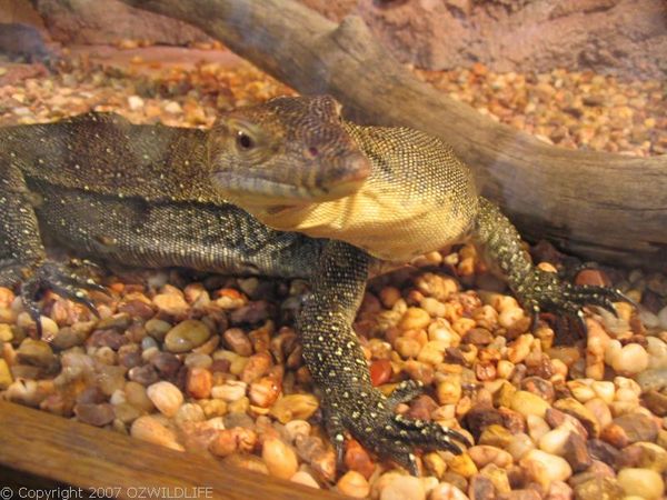 Mertens' Water Monitor | Varanus mertensi photo