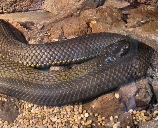 Black Tiger Snake | Notechis ater photo