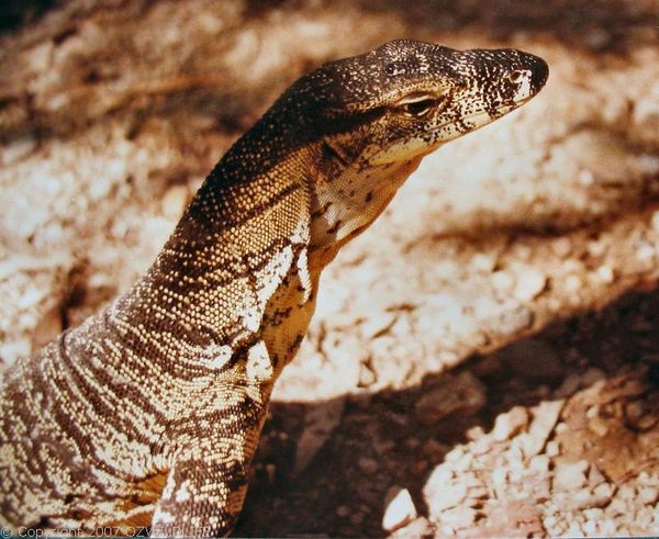 Lace Monitor / Goanna | Varanus varius photo