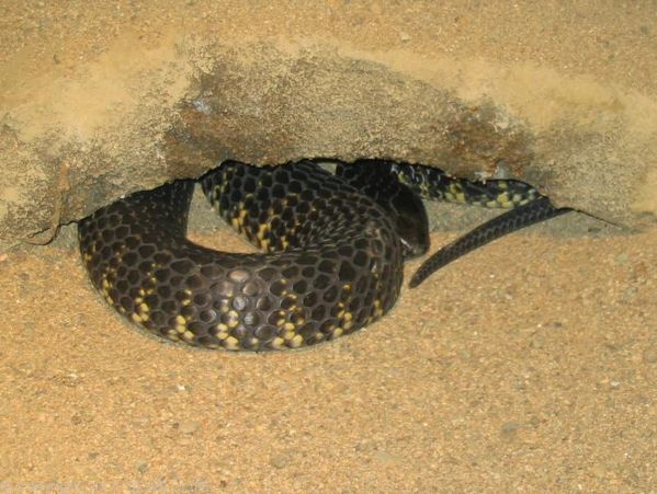 King Island Tiger Snake | Notechis ater humphreysi photo