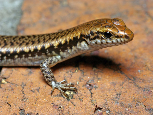 Garden Skink | Lampropholis delicata photo