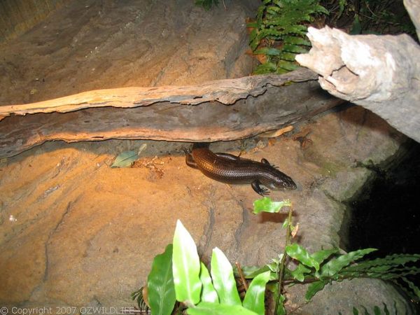 Land Mullet | Egernia major photo