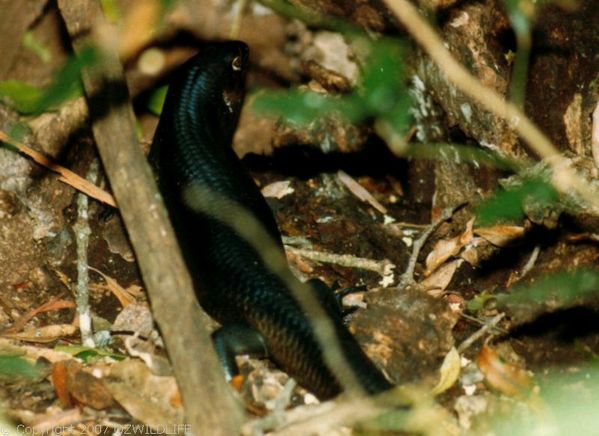 Land Mullet | Egernia major photo