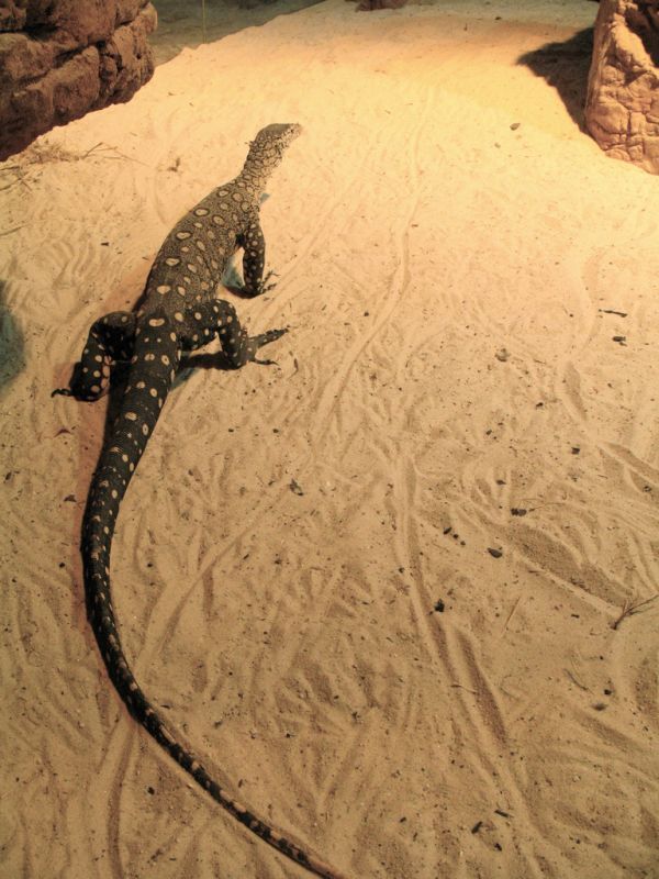 Perentie | Varanus giganteus photo