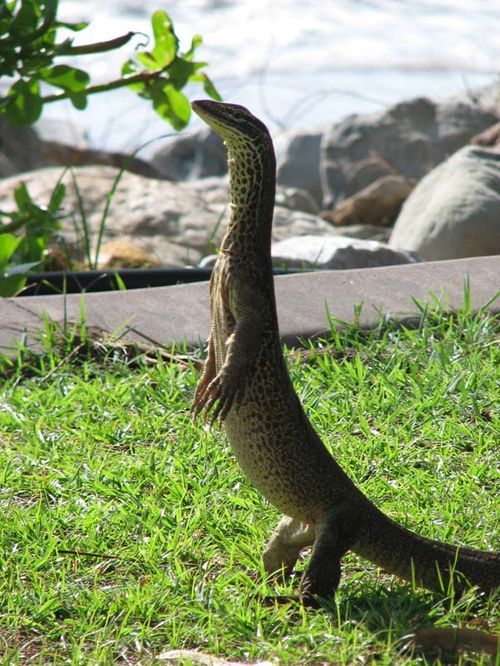 Gould's Monitor | Varanus gouldii photo