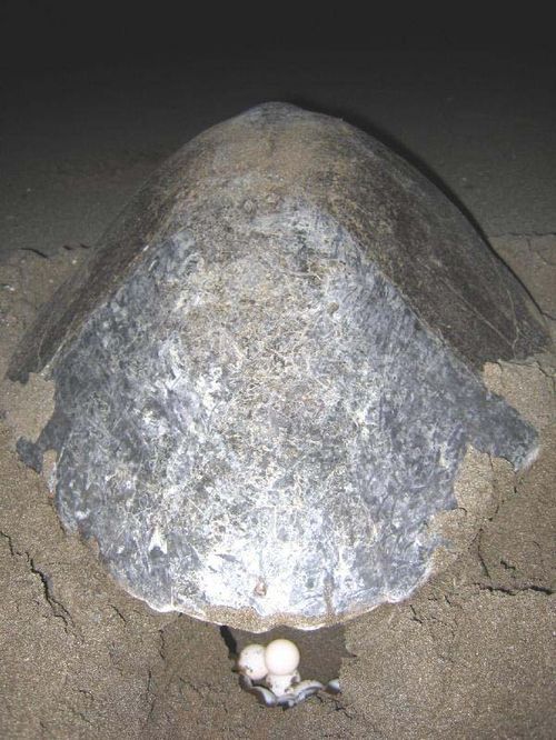 Pacific Ridley Turtle | Lepidochelys olivacea photo