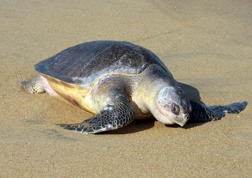 Pacific Ridley Turtle | Lepidochelys olivacea photo