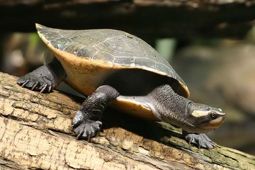 Red-bellied Short-necked Turtle | Emydura subglobosa photo