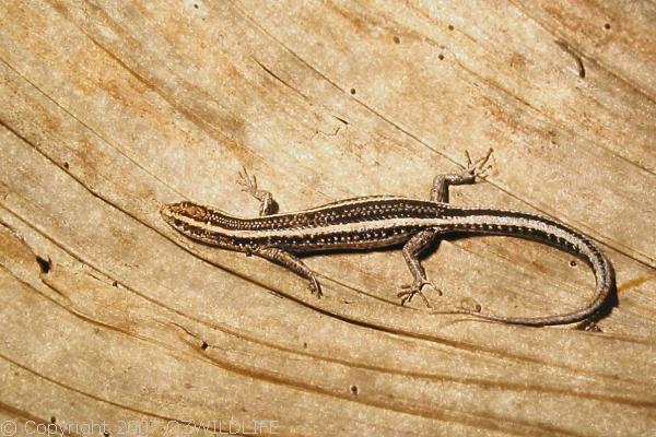 Wall Skink | Cryptoblepharus virgatus photo