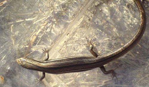 Eastern Three-lined Skink | Bassiana duperreyi photo