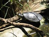 Brisbane Short-necked Turtle