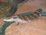 Common Blue Tongue