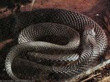 Red-bellied Black Snake