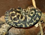 Carpet Python