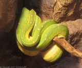 Green Python