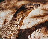 Lace Monitor / Goanna