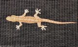 Asian House Gecko