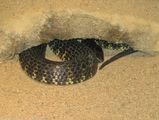 King Island Tiger Snake