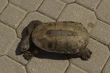Oblong Turtle