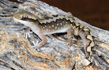 Wood Gecko