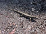 Yellow-bellied Water Skink