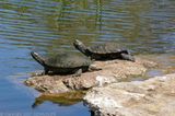 Saw-shelled Turtle