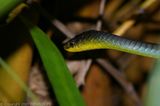 Green Tree Snake