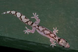 Robust Velvet Gecko