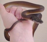 D'alberti's Python