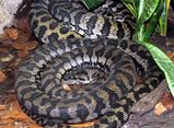 Northwestern Carpet Python