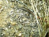 Boulenger's Skink