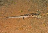 Northern Blue-tongue