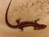 Wall Skink