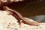 Eastern Water Skink