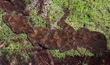 Southern Leaf-tailed Gecko