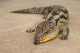 Blotched Blue-tongue Lizard