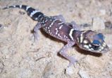 Barking Gecko