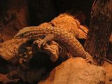 Ridge-tailed Monitor