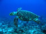 Hawksbill Turtle