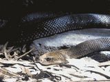 Coastal Taipan