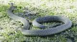 Mulga Snake