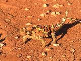 Thorny Devil