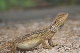 Central Bearded Dragon