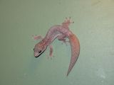 Velvet Gecko