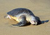 Pacific Ridley Turtle