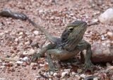 Dwarf Bearded Dragon