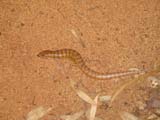 Broad-Banded Sand Swimmer